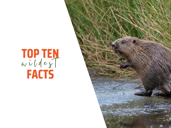 Top 10 wildest facts