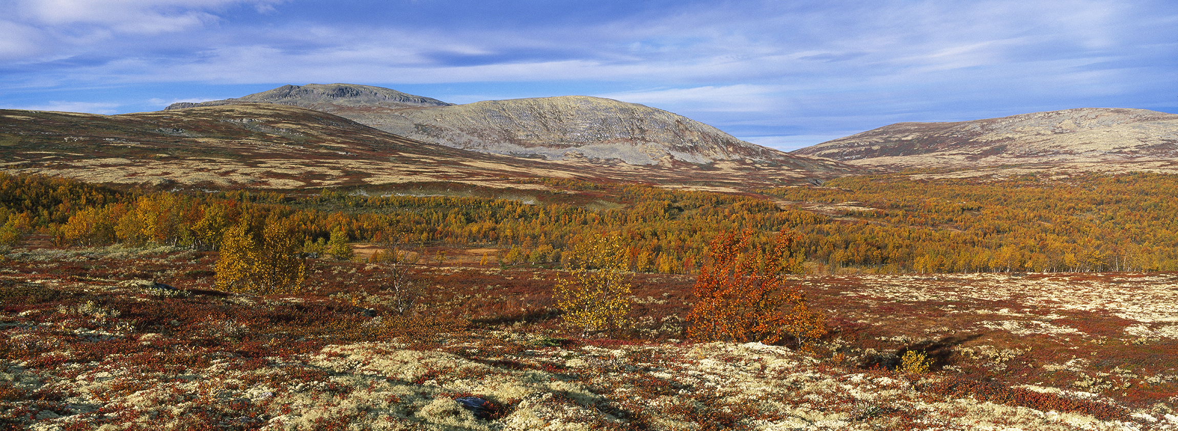 Southern Norway, alpine plants, shrubs and trees carpet the uplands