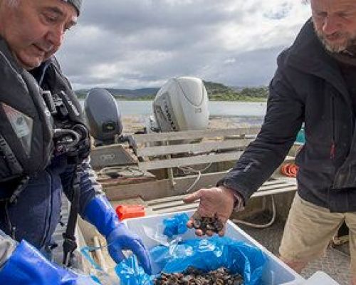 Seawilding oyster reintroduction