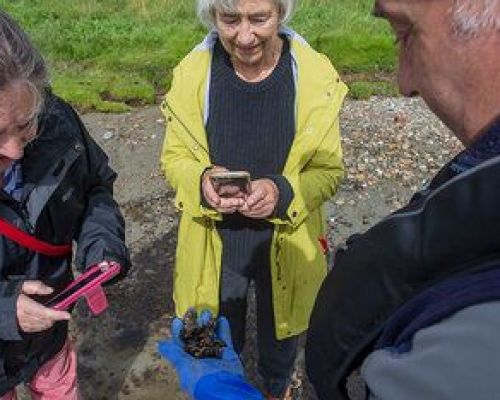 Seawilding oyster reintroduction