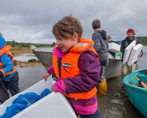 Seawilding oyster reintroduction