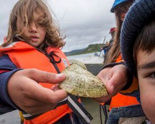 Seawilding oyster reintroduction