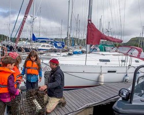 Seawilding oyster reintroduction