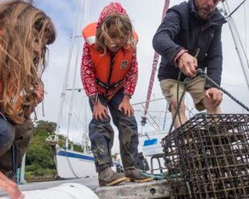 Seawilding oyster reintroduction