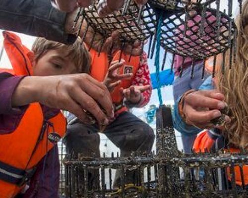 Seawilding oyster reintroduction