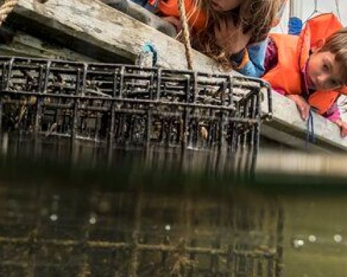 Seawilding oyster reintroduction