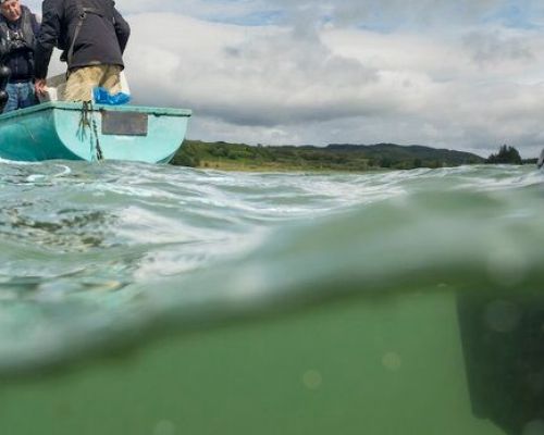 Seawilding oyster reintroduction