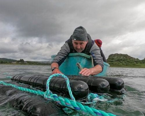 Seawilding oyster reintroduction