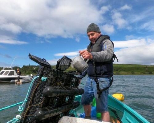 Seawilding oyster reintroduction