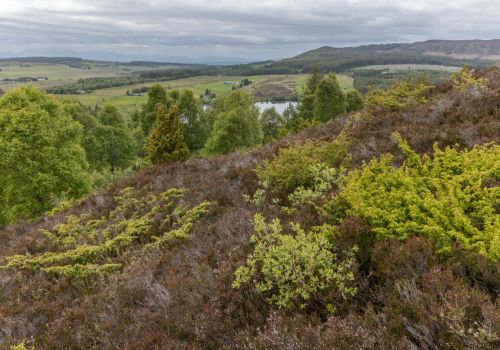 The village that raised a forest