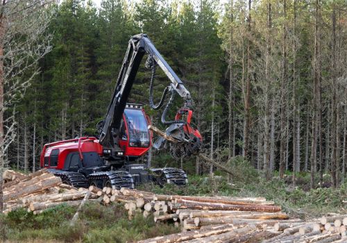 The village that raised a forest