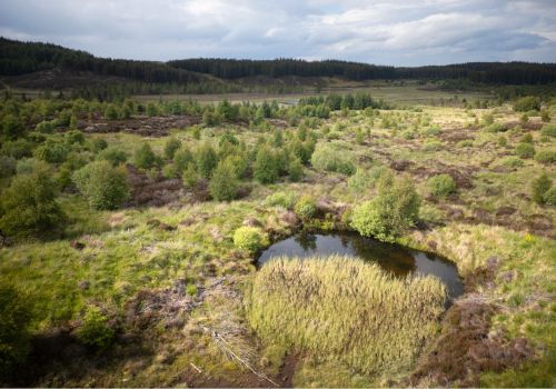 The village that raised a forest