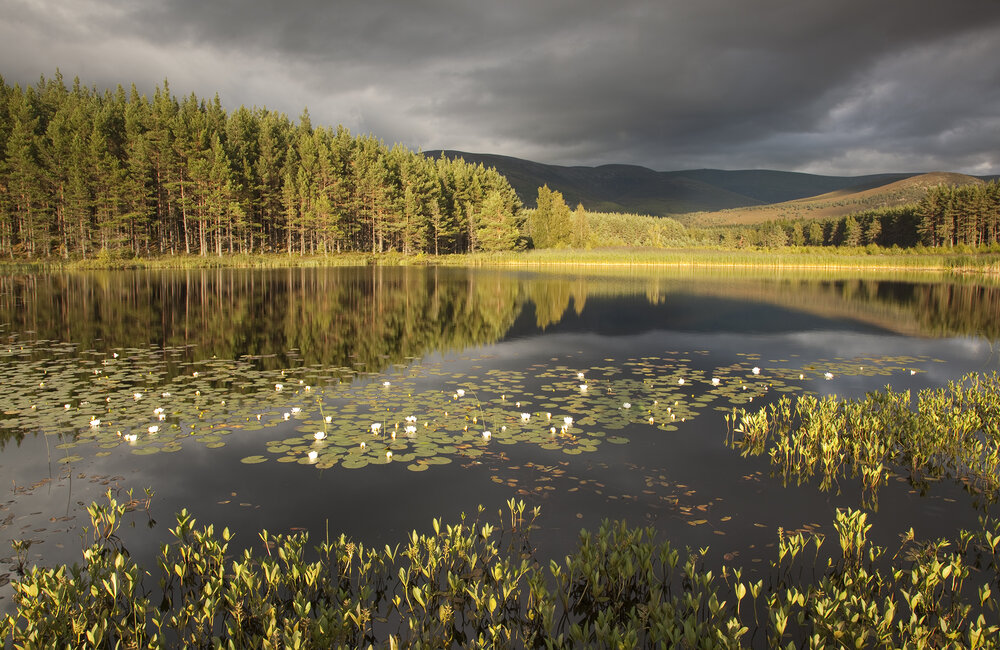 Rewilding offers Scotland a brighter future