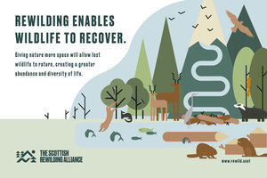 Rewilding enables wildlife to recover