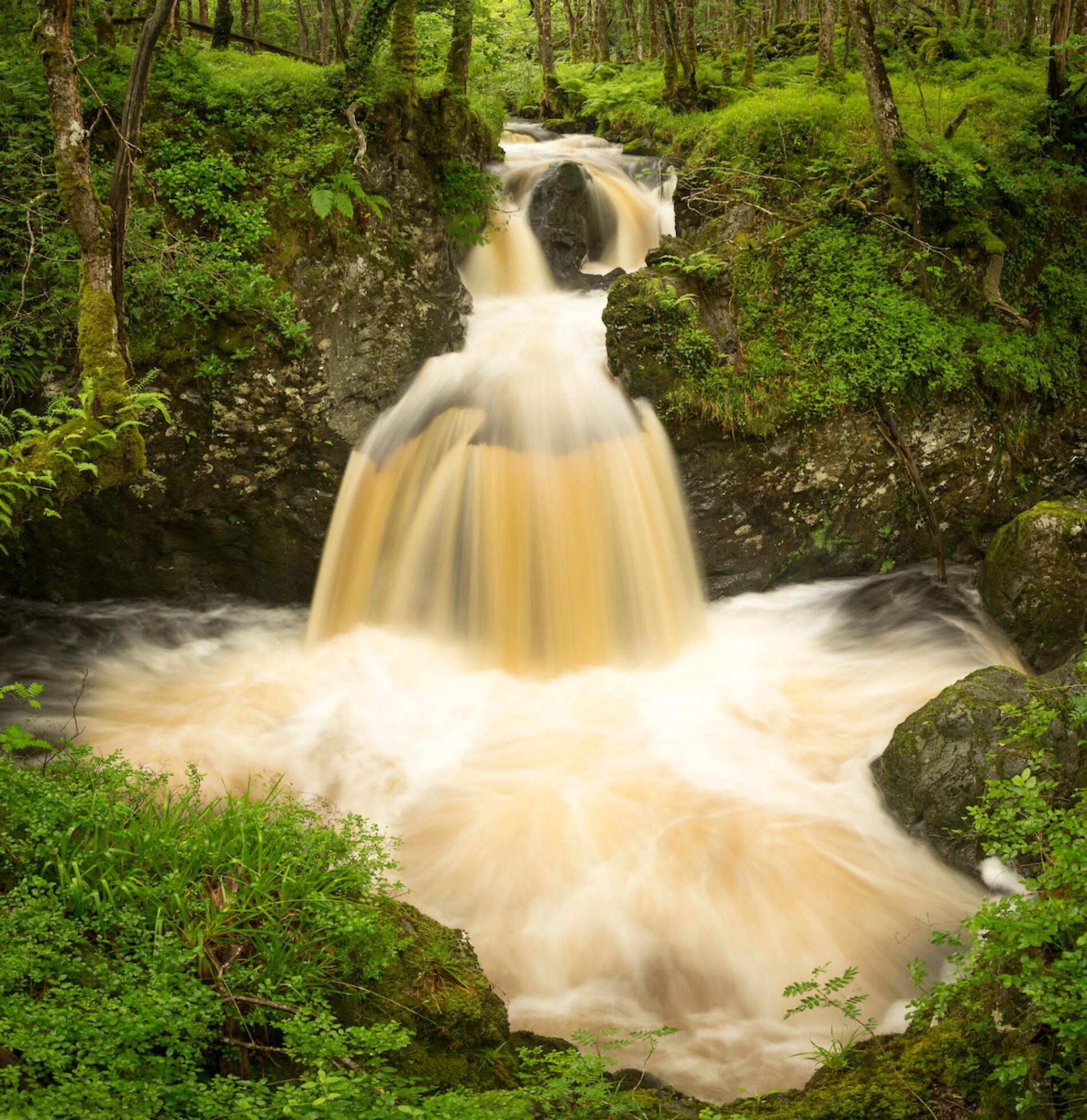 Statement: National park for Scotland announcement – response by Scottish Rewilding Alliance