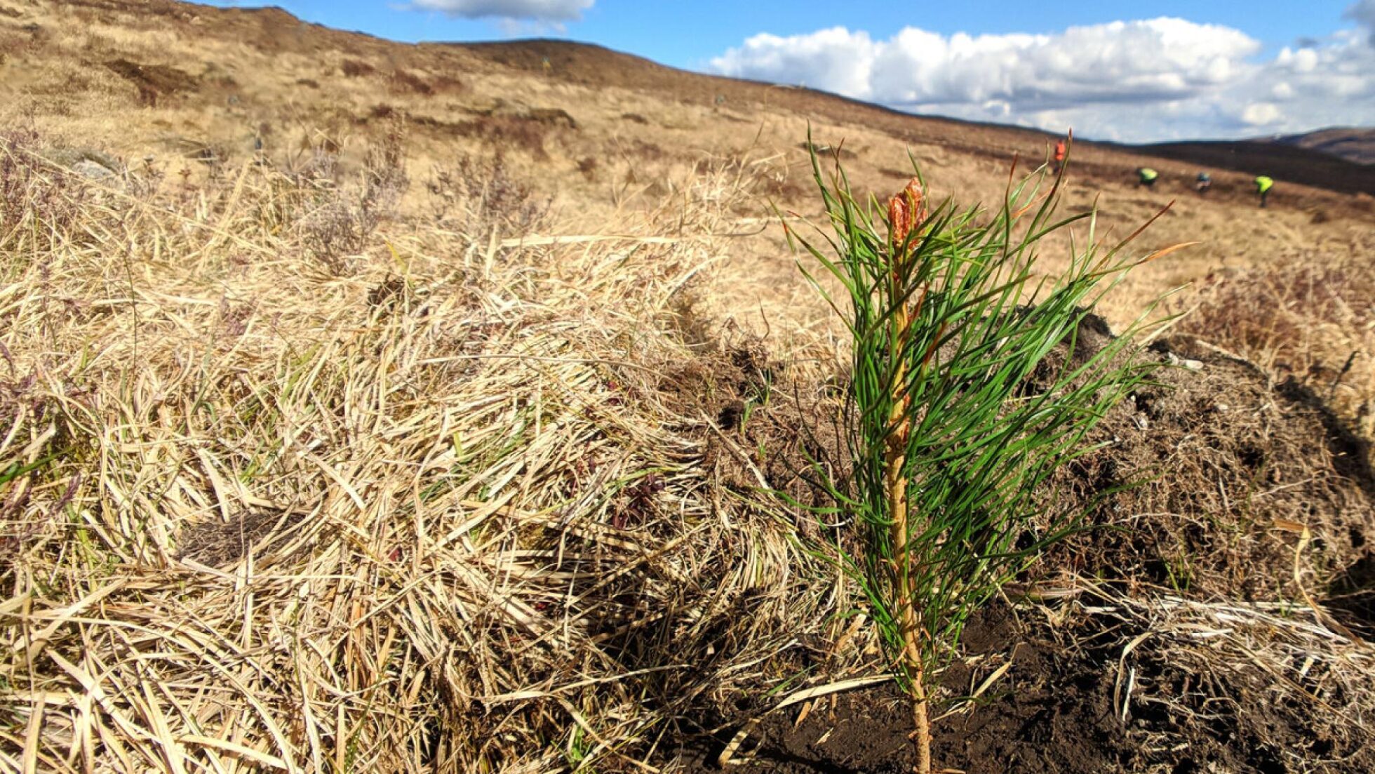 Seven decades for Scotland to reach 30% nature recovery target at current rates, new figures show