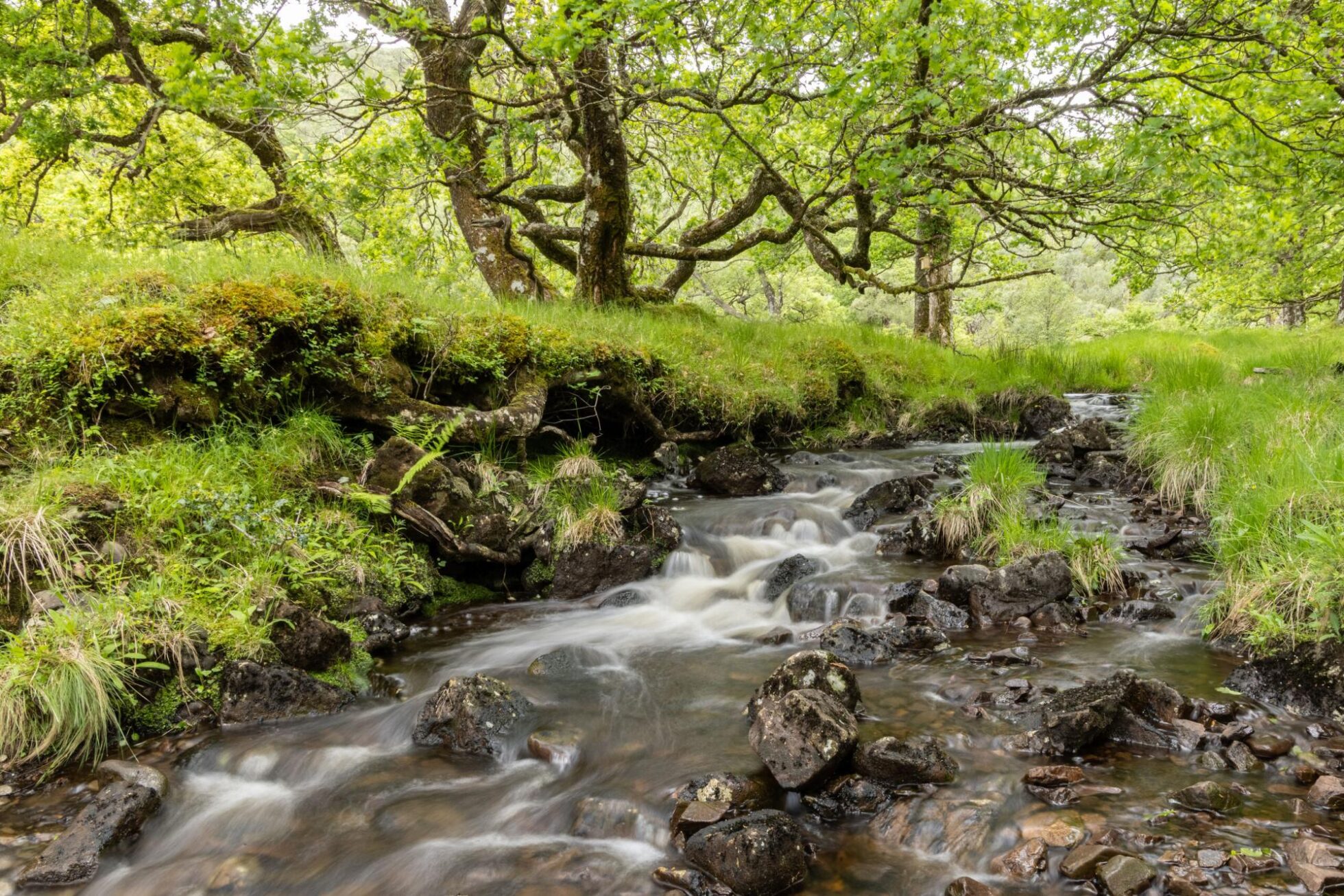 Acclaimed Scottish actor and Succession star backs calls for Scotland to be first ‘Rewilding Nation’