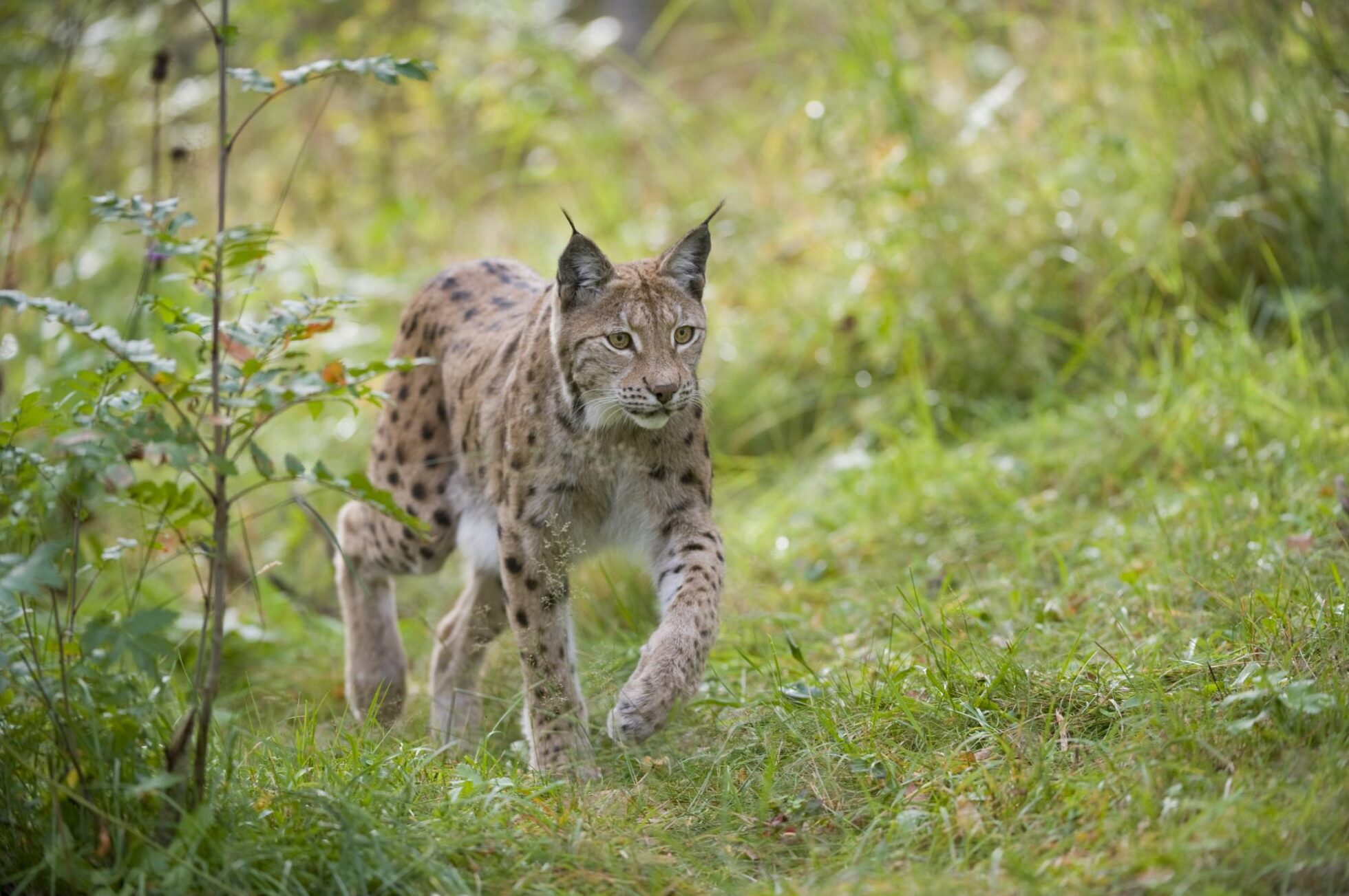First Minister’s refusal to consider lynx reintroduction ‘out of step’ with public opinion