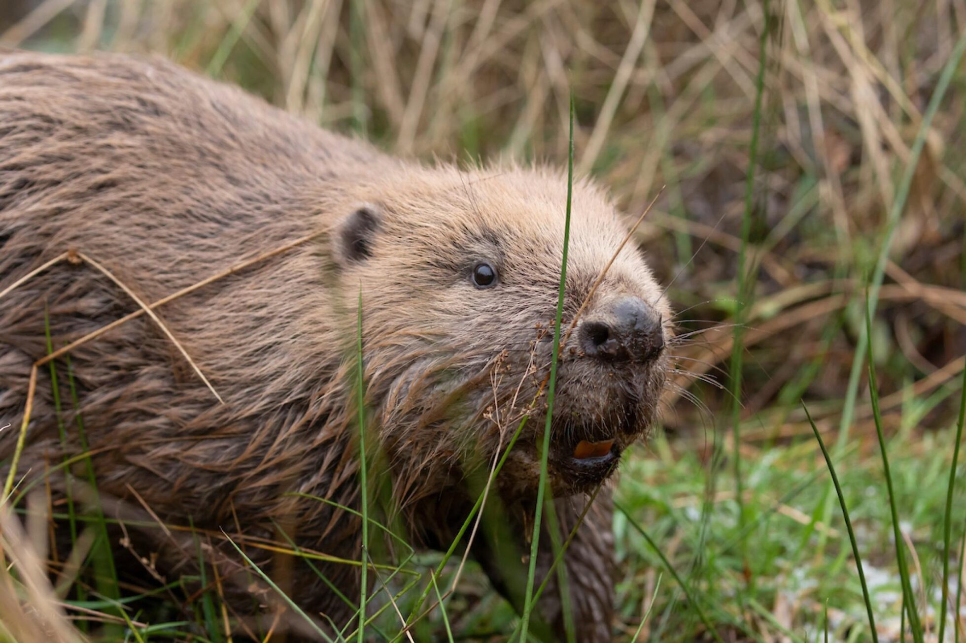 Letter from the Scottish Government: beavers to Glen Affric