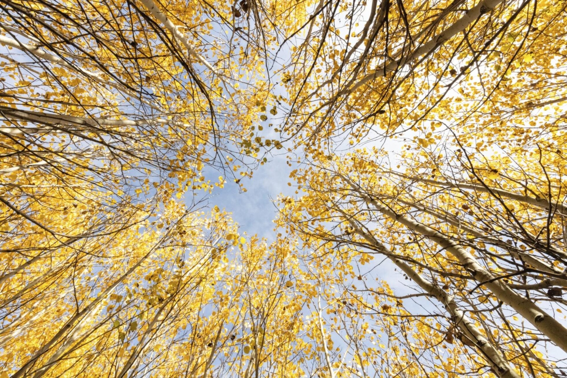 Opinion piece: change may be in the air on government’s support for rewilding