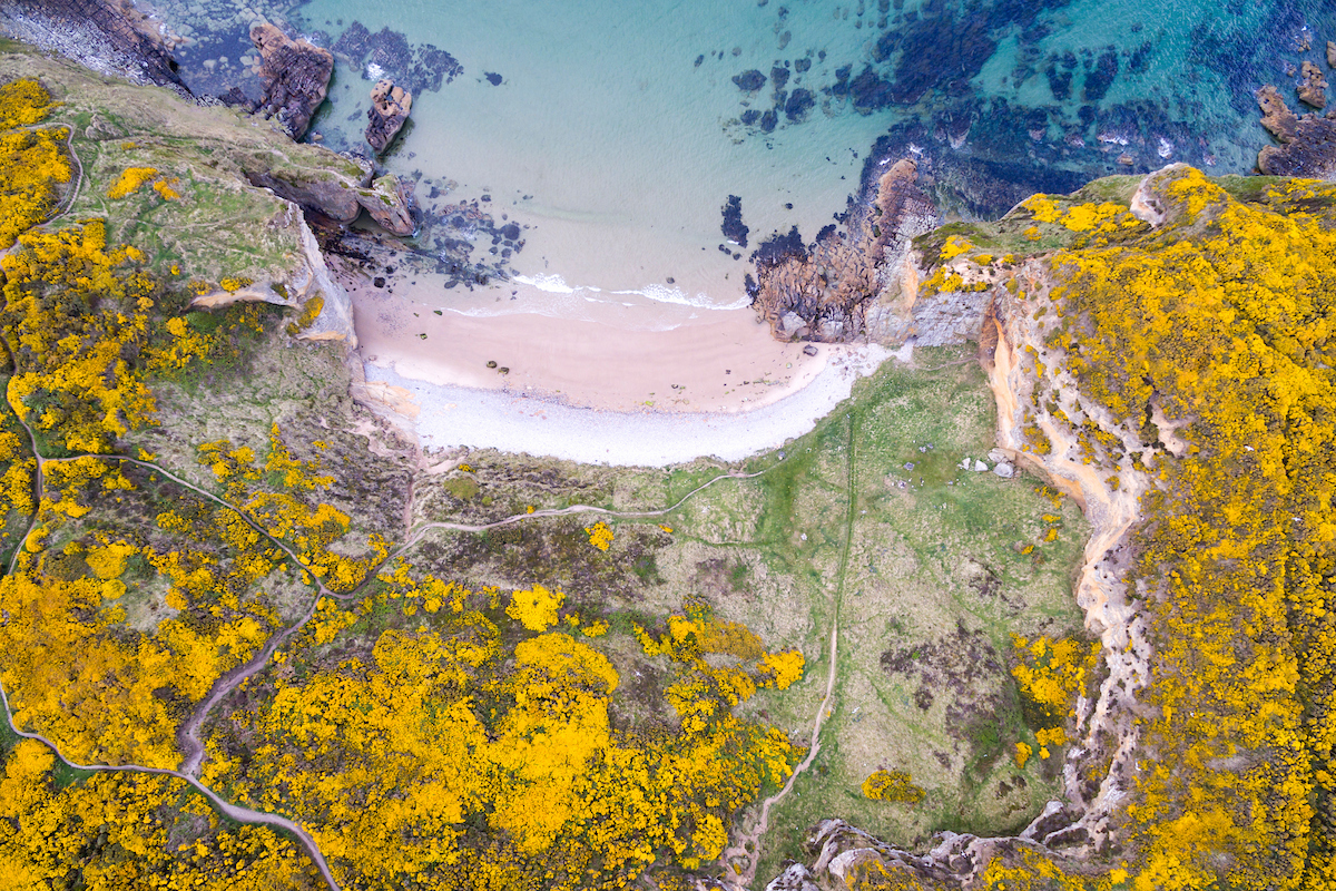 Clashach cove surrounded by flowering gorse. Hopeman, Scotland.