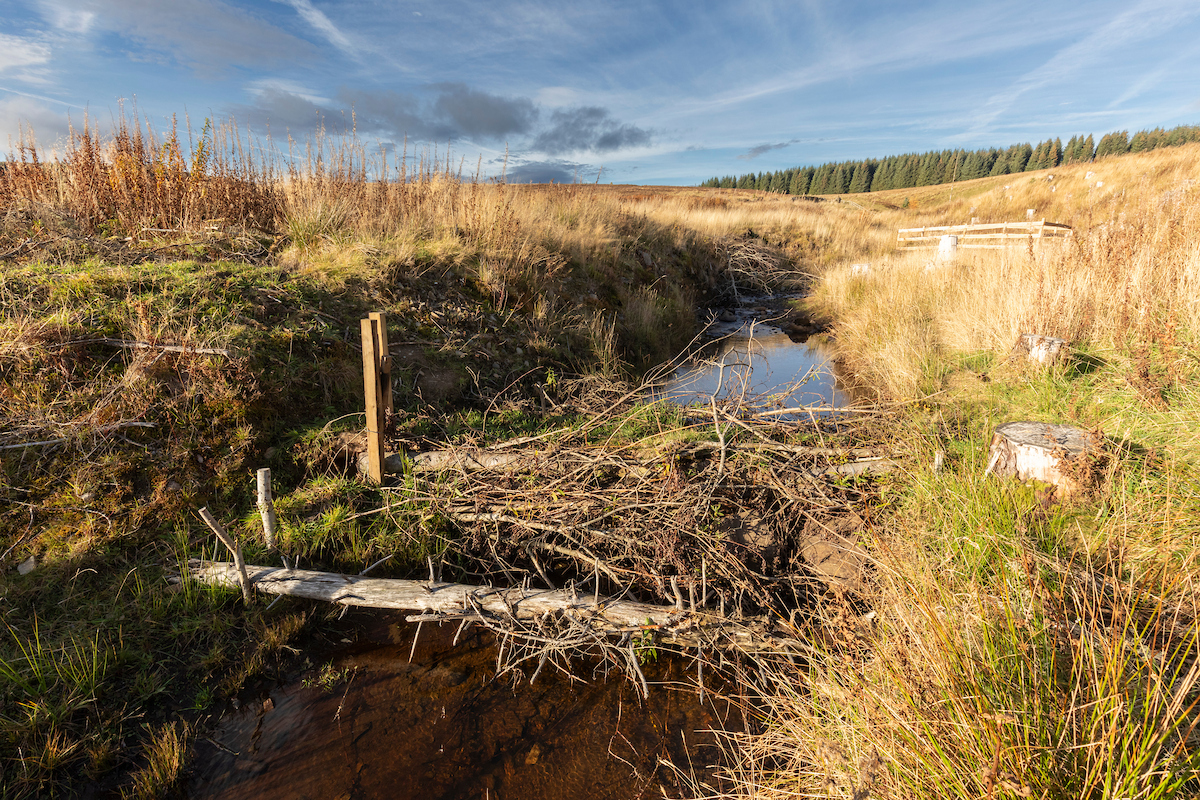 Leaky dams on burn to retain water and slow the flow after heavy rainfall, Glassie Farm, Perthsire, October 2024