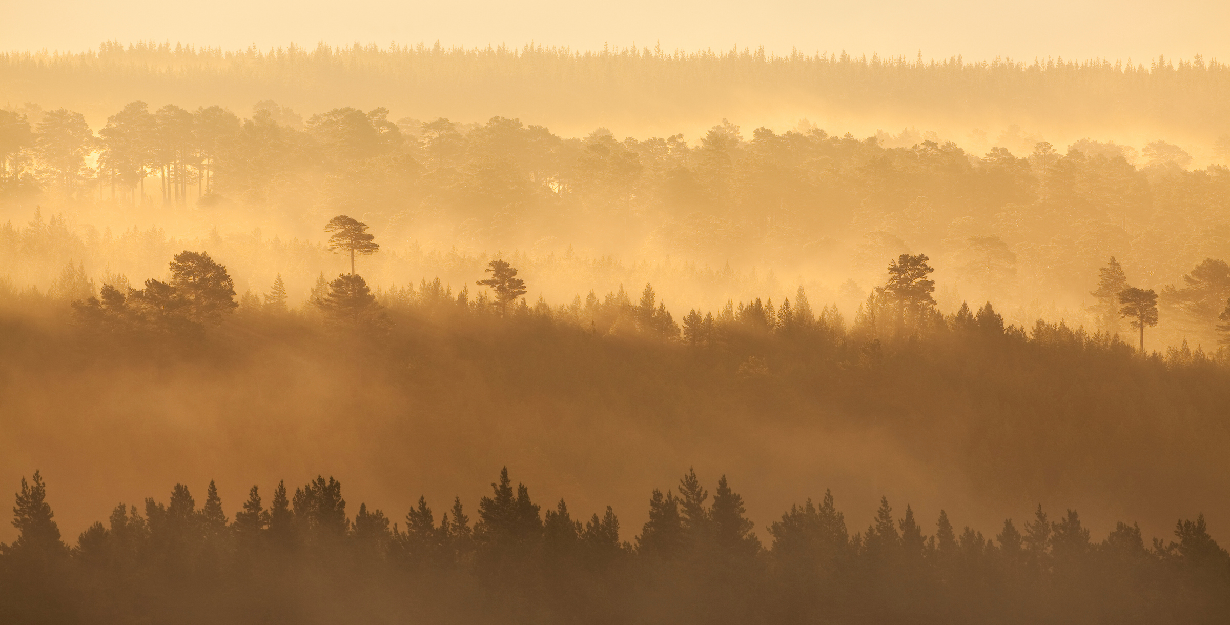 Pine forest at dawn, Rothiemurchus Forest, Cairngorms National Park, Scotland