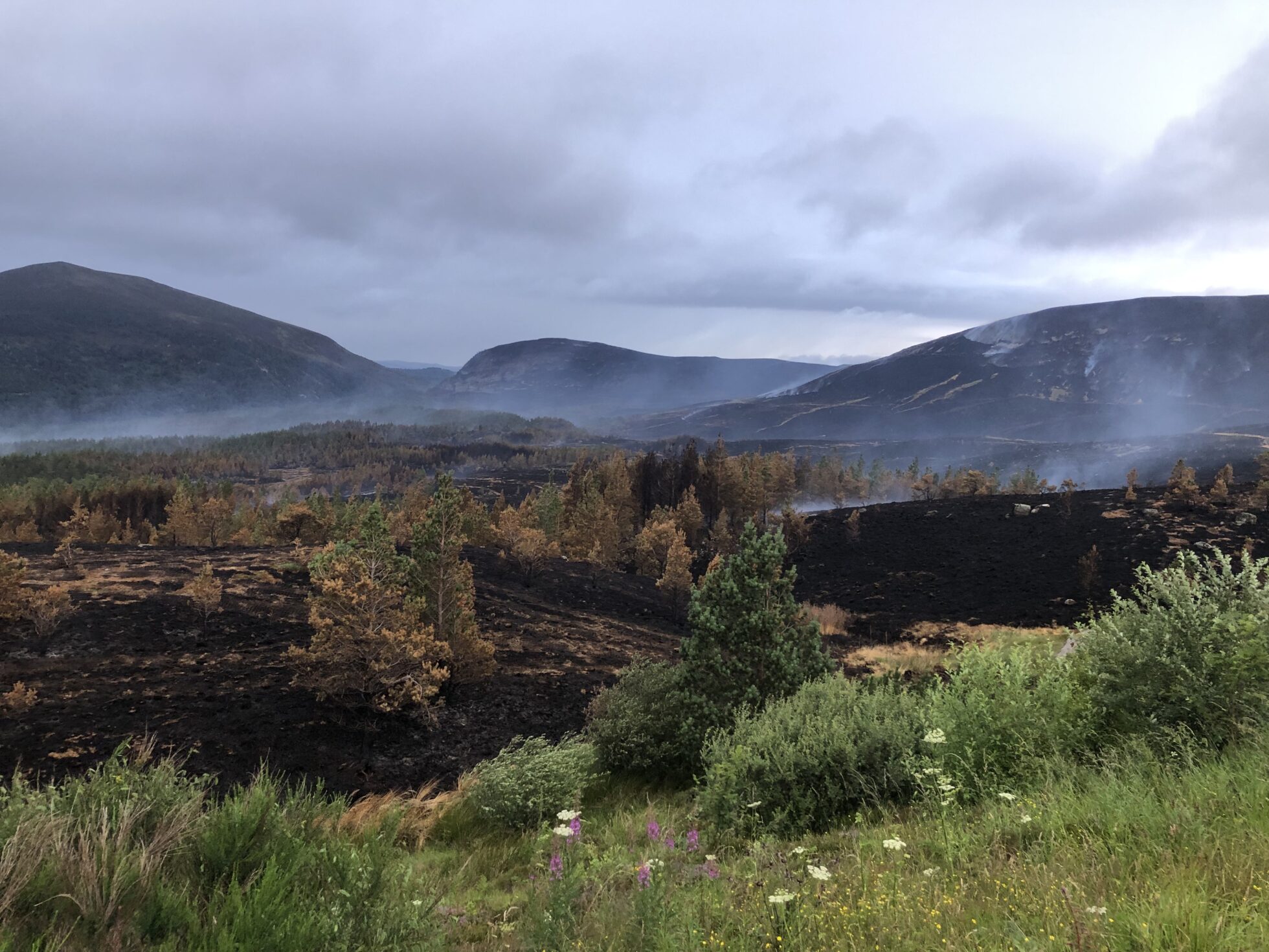 Mountains in background, burning heather in middle and wildflowers in foreground.