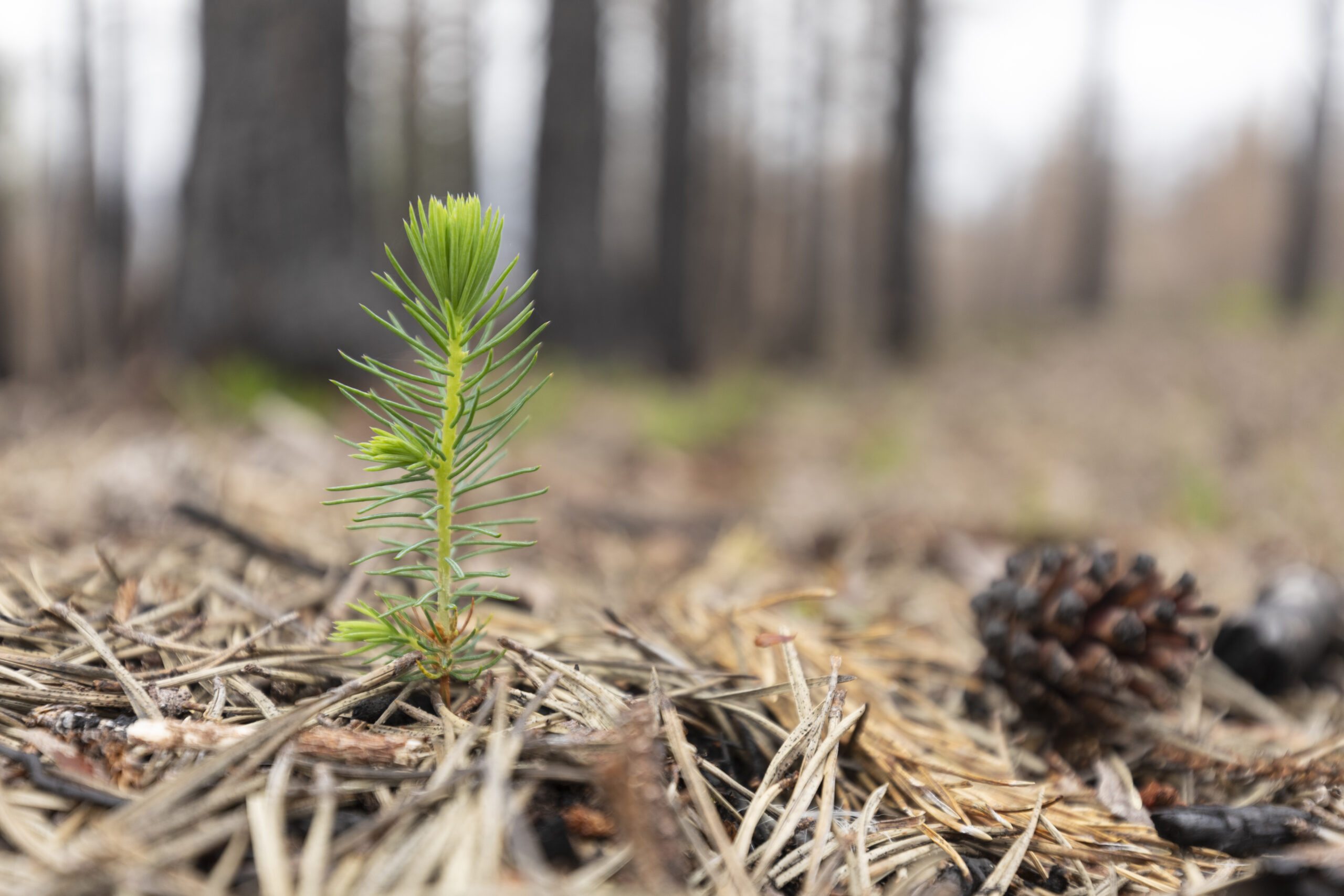 A smalll, green pine seedling shooting up from a bed of needles, with a burnt pine cone and burnt trunks in the background
