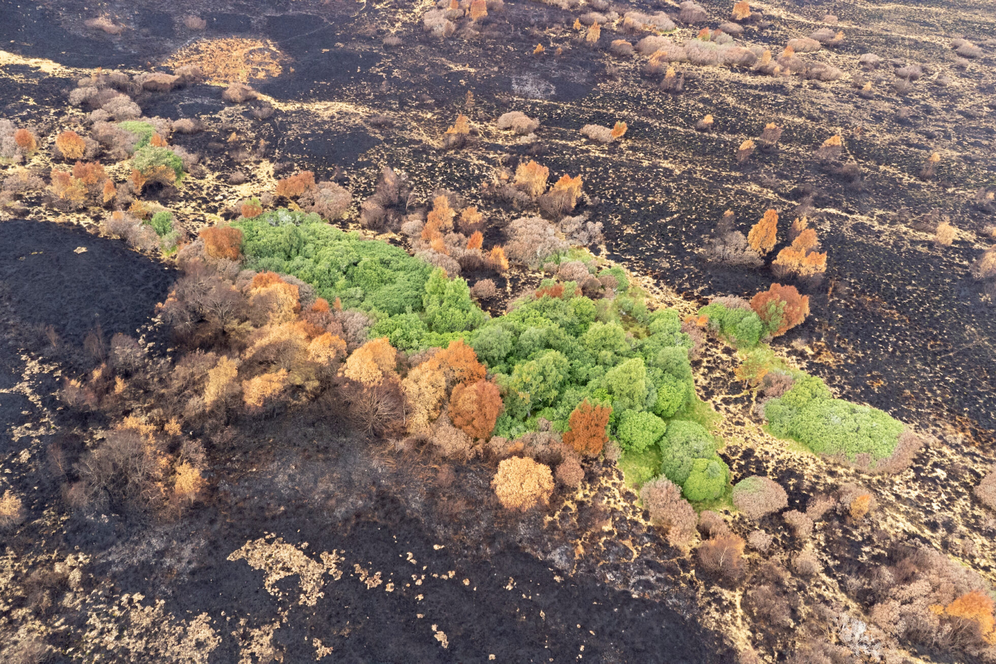 An aerial, high-angle view captures a landscape scarred by wildfire, where scorched, blackened earth surrounds a surviving island of green broadleaf woodland.