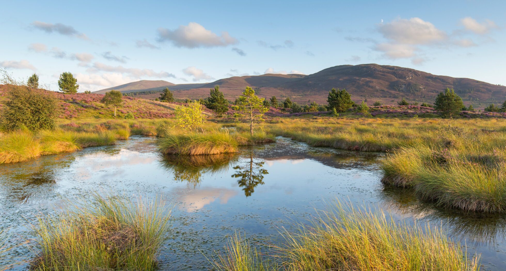 A calm pool on bog moorland is surrounded by tall, golden-green grasses. Grassy mounds in the pool hold a small pine tree and a deciduous tree. The trees and clouds are reflected on the still water's surface. In the background, rolling hills covered in purple heather rise gently, dotted with sparse trees. Mountains are visible in the distance.